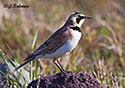 Eremophila alpestris